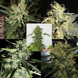 Green Label Mix Pack #1 Feminized