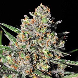 SAMSARA Green Love Potion Feminized