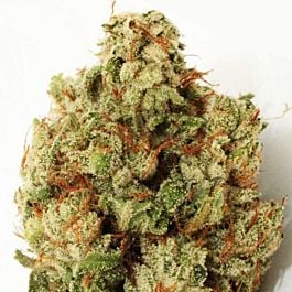 Heavyweight Seeds Green Ninja Feminized