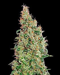 Green House Company Green-O-Matic Feminised
