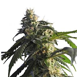 Hero Seeds Green Shark Feminized