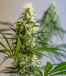 Brothers Grimm Green Avenger Regular