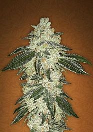 FastBuds Seeds Green Crack Auto Feminized