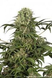 Dutch Passion Green Spirit Feminised