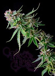 LaPlata Labs Seeds Green Alien Regular
