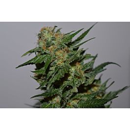 Lineage Genetics Green Cush Feminized