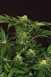 Exotic Seed Green Gummy Feminized