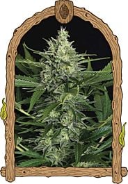Exotic Seed Green Gummy Auto Feminized