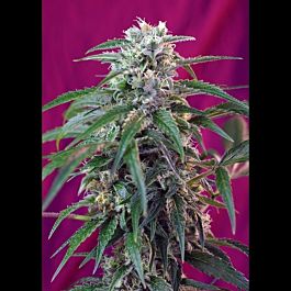 Sweet Seeds Green Poison Auto Feminised
