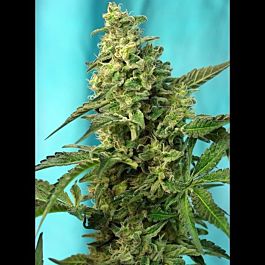 Sweet Seeds Green Poison FAST Version Feminised