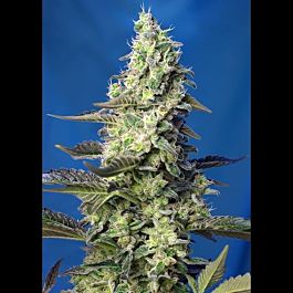 Sweet Seeds Green Poison XL AutoFeminized