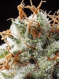 Elemental Seeds Grizzly Kush Regular