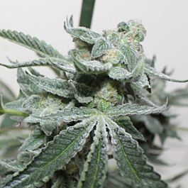 Gage Green Seeds Grape Stomper OG Regular