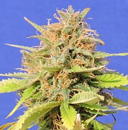 Original Sensible Seeds Girl Scout Cookies Auto Feminized