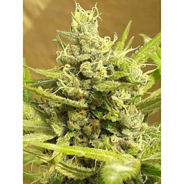 Lineage Genetics Girl Scout Cookies Auto Feminized