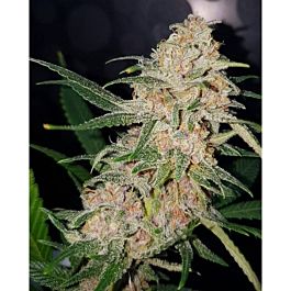 Lineage Genetics Girl Scout Cookies Feminized