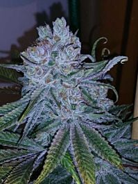 TGA SubCool Genetics Go Time Regular