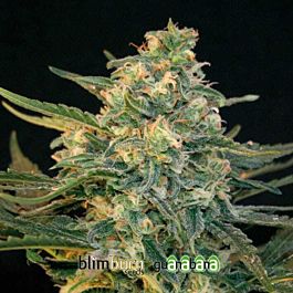 BlimBurn Seeds Guanabana Feminised