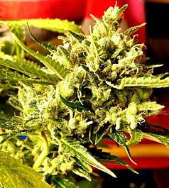 Holy Smoke Seeds Guava Dub Star Feminized
