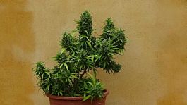 Freedom of Seeds Guerilla Ryder Auto Feminized