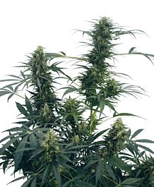 Sensi Seeds Guerrilla's Gusto Regular