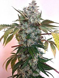 Holy Smoke Seeds Guide Dawg Feminized