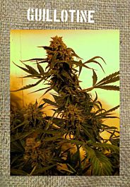 French Touch Seeds Guillotine Autoflowering Feminized