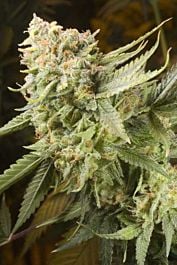 Elemental Seeds Gummy Bears Feminized