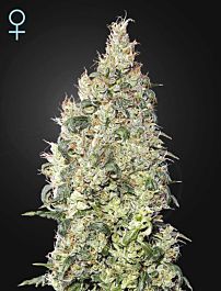 Green House Company Great White Shark CBD Feminized