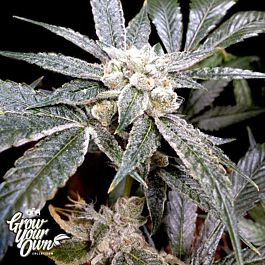DNA GYO Collection El Fuego Feminized