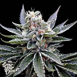 DNA GYO Collection Florida Gold Feminized