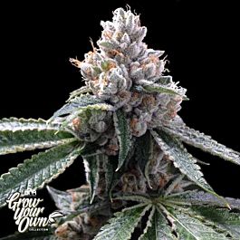 DNA GYO Collection Florida Lemons Feminized