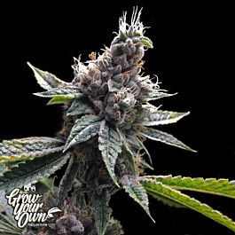 DNA GYO Collection Florida OG Feminized