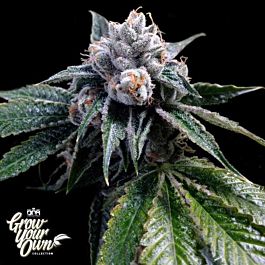 DNA GYO Collection Lemon Walker Feminized