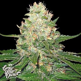 DNA GYO Collection Rocklock Feminized