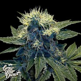 DNA GYO Collection Sharksbreath Feminized