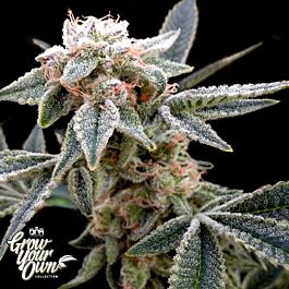 DNA GYO Collection White Alien Feminized