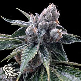 DNA GYO Collection White Walker Kush Feminized