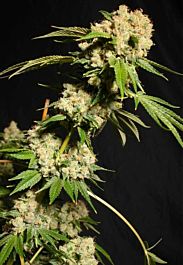 Gage Green Seeds Haarlem Regular