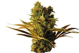 CBD Botanics CBD Hammer Shark Feminized