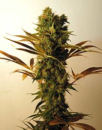 Resin Seeds Hammer Shark Feminised