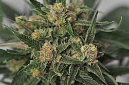 Reeferman Seeds Harlequin Bx4 Regular