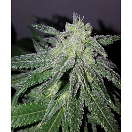 Lineage Genetics Harlequake CBD Regular