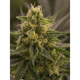 Lineage Genetics Harlequin x Super Sour Diesel Regular
