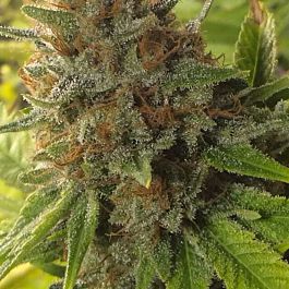 Rare Dankness Seeds Harlox Regular