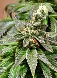 Brothers Grimm HashMaster Regular