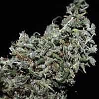 Reeferman Seeds Hoa Bac Silver Flower Feminised