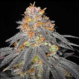 Haute Genetique Raspberry Cookies Regular