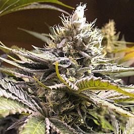 Haute Genetique X.O Raspberry Glue Regular