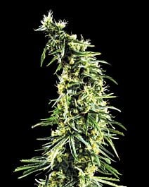 Green House Company Hawaiian Snow Feminised